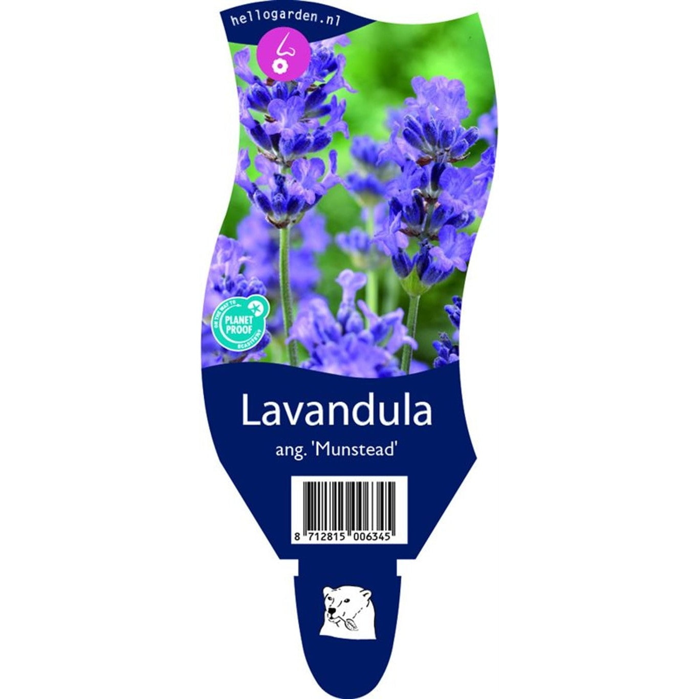 Lavendel – Lavandula angustifolia 'Munstead' - P11